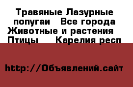 Травяные Лазурные попугаи - Все города Животные и растения » Птицы   . Карелия респ.